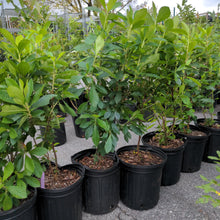 Load image into Gallery viewer, Clethra alnifolia (Sweet Pepperbush)