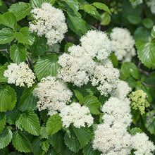 Load image into Gallery viewer, Viburnum dentatum (Arrowwood)