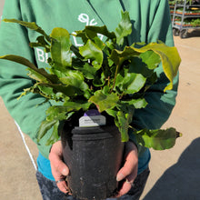 Load image into Gallery viewer, Fern 'Hart's Tongue'