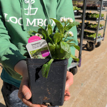 Load image into Gallery viewer, Myosotis 'Snowsylva'