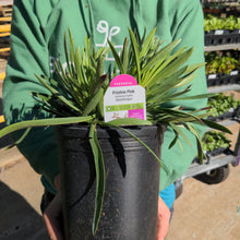 Load image into Gallery viewer, Penstemon 'Pristine Pink'