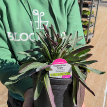 Load image into Gallery viewer, Penstemon 'Pristine Lilac Purple'
