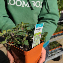 Load image into Gallery viewer, Oregano 'Hot & Spicy'