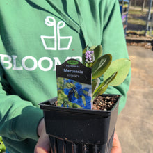 Load image into Gallery viewer, Virginia Bluebells