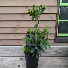 Load image into Gallery viewer, Euphorbia 'Robbiae'