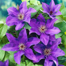 Load image into Gallery viewer, Clematis 'The President'