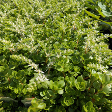 Load image into Gallery viewer, Sedum ternatum