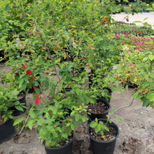 Load image into Gallery viewer, Allegheny Serviceberry