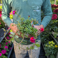 Load image into Gallery viewer, Portulaca - 6"