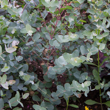 Load image into Gallery viewer, Eucalyptus 'Silver Dollar'