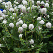 Load image into Gallery viewer, Gomphrena