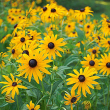 Load image into Gallery viewer, Rudbeckia 'Goldsturm'
