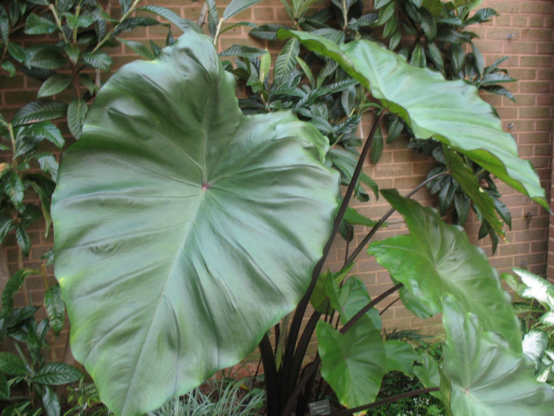 jumbo elephant ear plant Colocasia Black Stem Elephant Ear Bulb | Bulb | Yellow/Orange