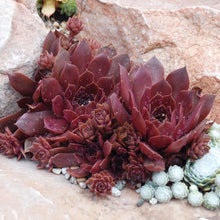 Load image into Gallery viewer, Sempervivum Chick Charms® 'Chocolate Kiss™'