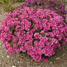 Load image into Gallery viewer, Aster 'Vibrant Dome'