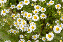 Load image into Gallery viewer, Chamomile
