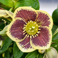Load image into Gallery viewer, Helleborus Honeymoon® 'Rio Carnival'