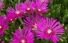 Load image into Gallery viewer, Delosperma cooperi