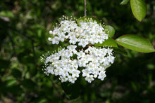 Load image into Gallery viewer, Viburnum prunifolium