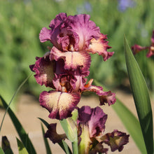 Load image into Gallery viewer, German Iris 'Rock Star'