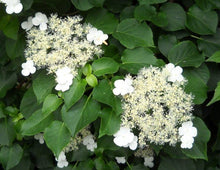 Load image into Gallery viewer, Hydrangea petiolaris