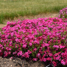 Load image into Gallery viewer, Phlox 'Red Wings'