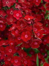 Load image into Gallery viewer, Dianthus 'Rockin'™ Red'