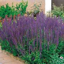 Load image into Gallery viewer, Salvia 'East Friesland'