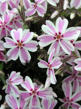 Load image into Gallery viewer, Phlox 'Candy Stripe'