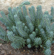 Load image into Gallery viewer, Sedum 'Blue Spruce'