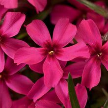 Load image into Gallery viewer, Phlox 'Scarlet Flame'