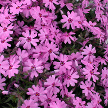 Load image into Gallery viewer, Phlox 'Fort Hill'