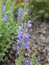 Load image into Gallery viewer, Salvia 'Blue Hill'