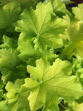 Load image into Gallery viewer, Heuchera 'Guacamole'