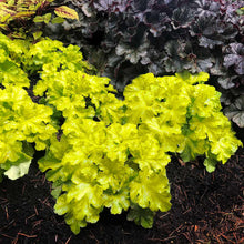 Load image into Gallery viewer, Heuchera 'Lemon Supreme'