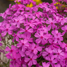 Load image into Gallery viewer, Phlox 'Spring Dark Pink'