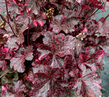 Load image into Gallery viewer, Heuchera 'Midnight Rose'