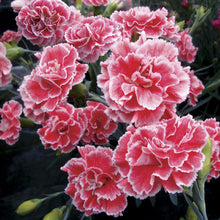 Load image into Gallery viewer, Dianthus Scent First® 'Coral Reef'