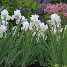 Load image into Gallery viewer, German Iris 'Immortality'