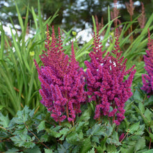 Load image into Gallery viewer, Astilbe 'Vision in Red'