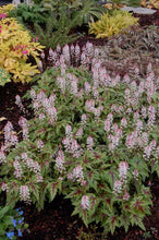 Load image into Gallery viewer, Tiarella 'Sugar & Spice'
