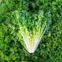 Load image into Gallery viewer, Endive 'Benefine' 6-pack