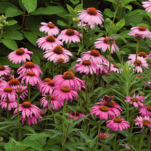 Load image into Gallery viewer, Echinacea purpurea