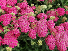 Load image into Gallery viewer, Achillea 'New Vintage Rose'