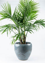 Load image into Gallery viewer, Majesty Palm
