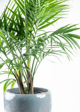 Load image into Gallery viewer, Majesty Palm