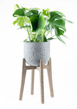 Load image into Gallery viewer, Monstera Deliciosa