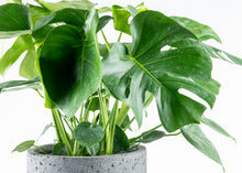 Load image into Gallery viewer, Monstera Deliciosa
