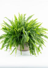 Load image into Gallery viewer, Boston Fern Hanging Basket
