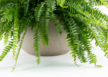 Load image into Gallery viewer, Boston Fern Hanging Basket